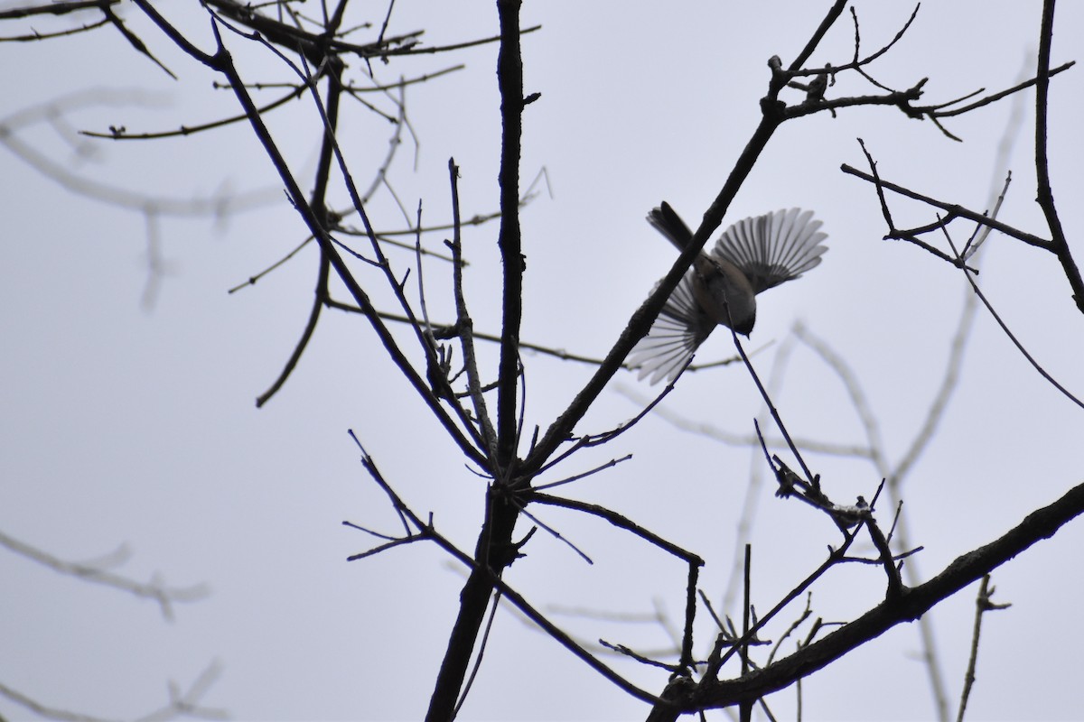 Black-capped Chickadee - ML645103479