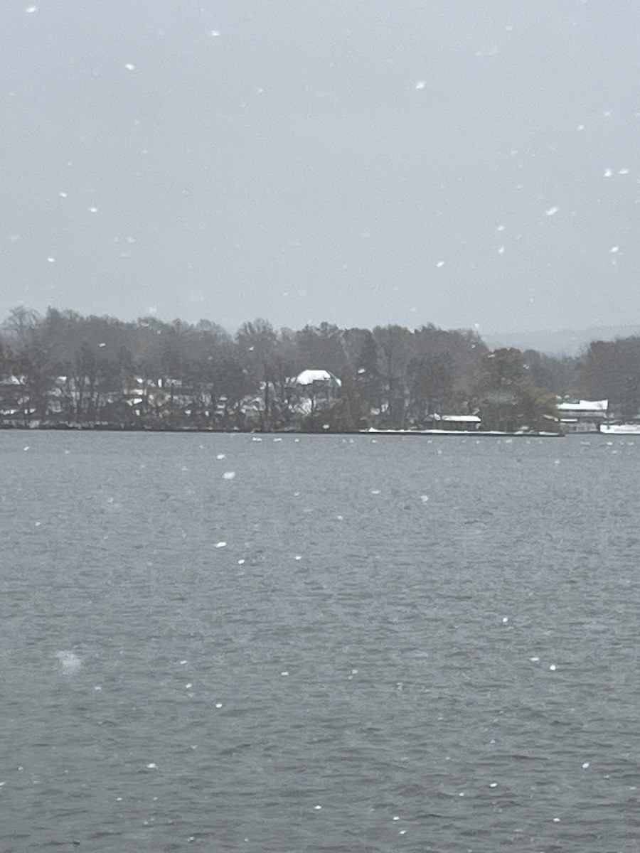 labuť malá - ML645103485