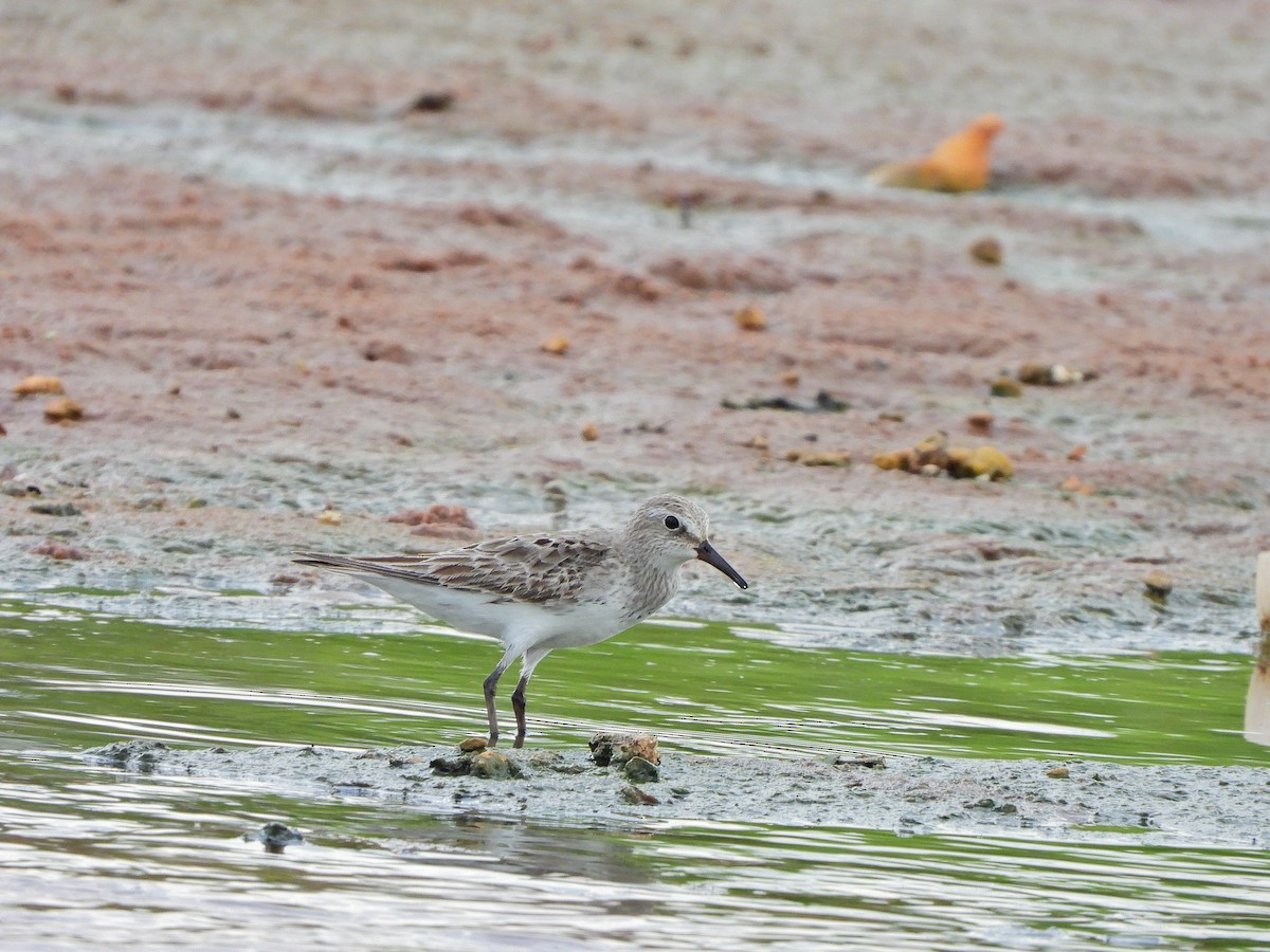 Weißbürzel-Strandläufer - ML645103492