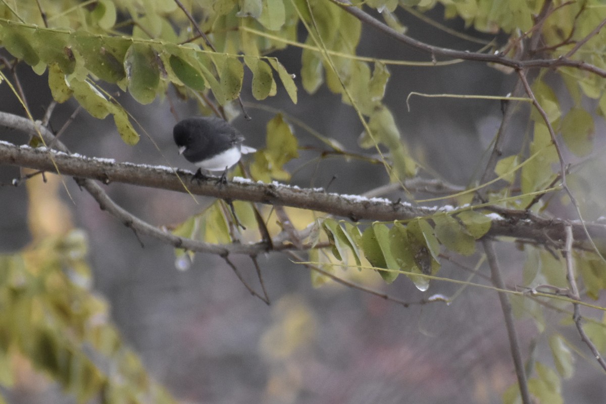 Junco Ojioscuro (Pizarroso) - ML645103495
