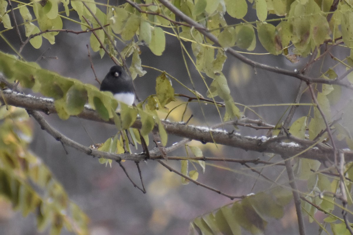 Junco Ojioscuro (Pizarroso) - ML645103496