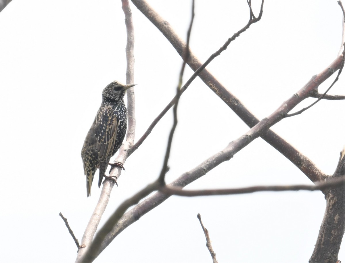 Шпак звичайний - ML645103501