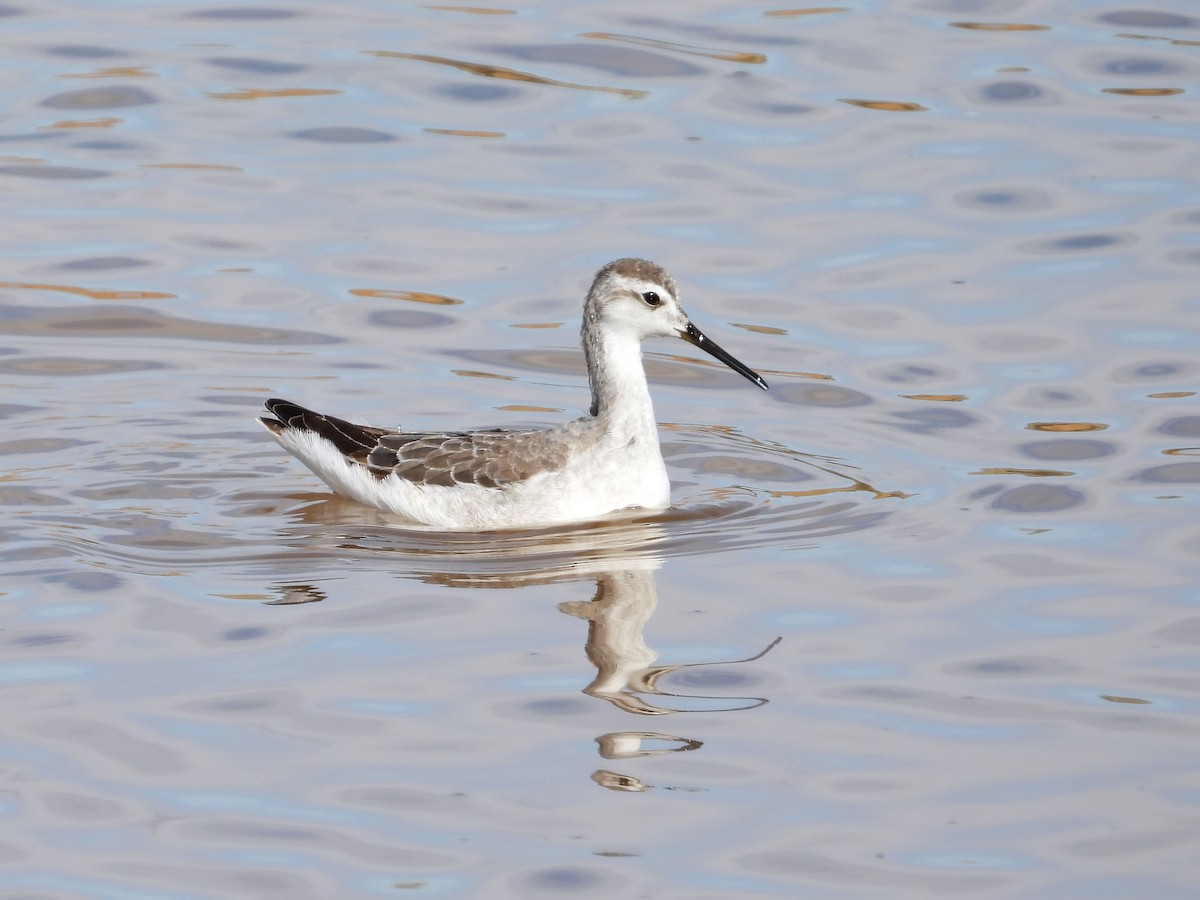 Wilson's Phalarope - ML645103511