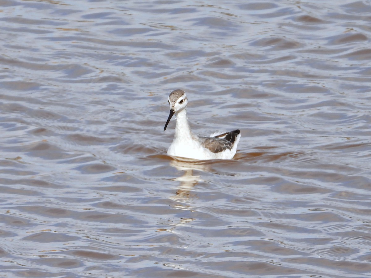 Wilson's Phalarope - ML645103516