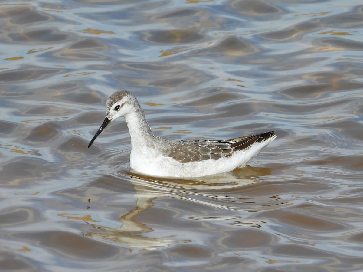 Wilson's Phalarope - ML645103524