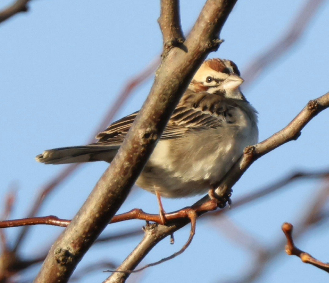 Lark Sparrow - ML645103526