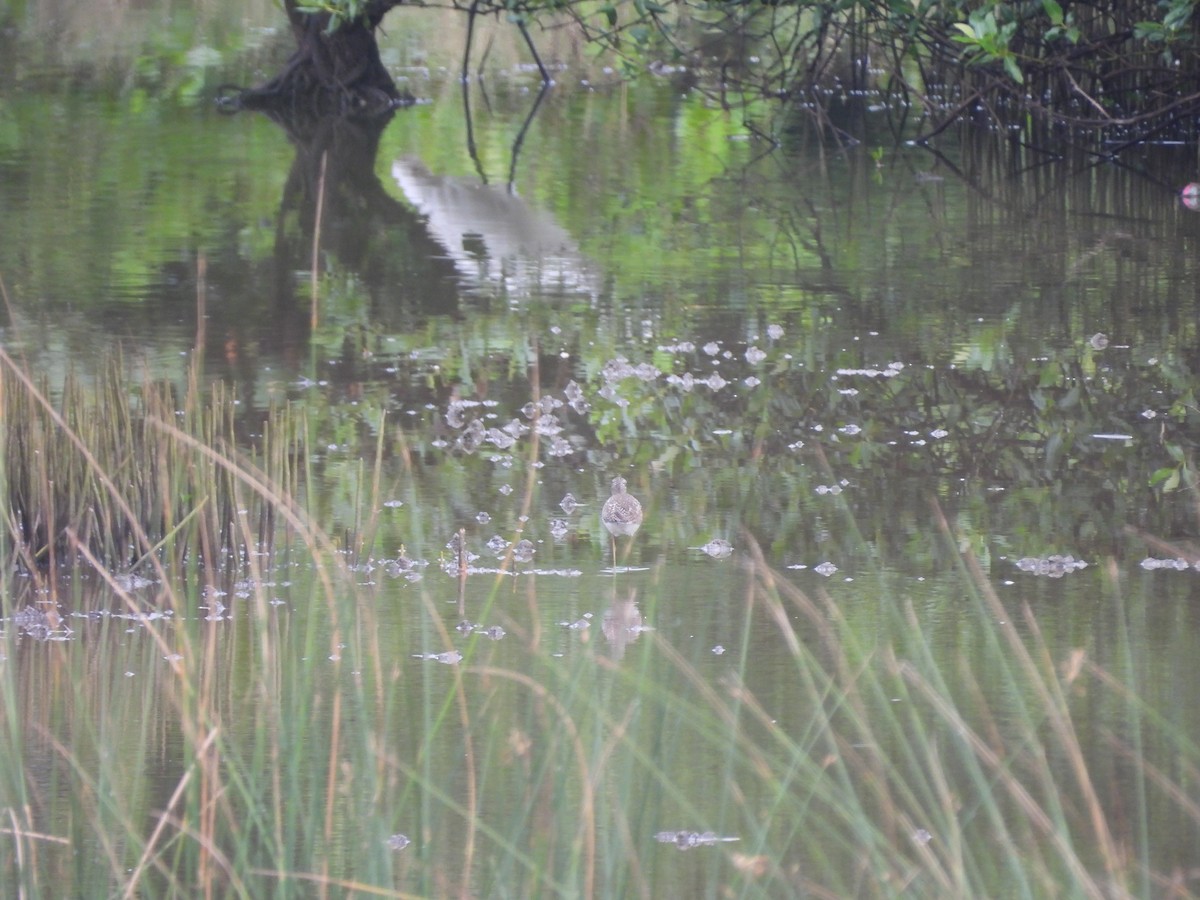 タカブシギ - ML645103527