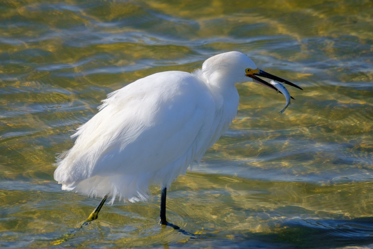 Snowy Egret - ML645103530