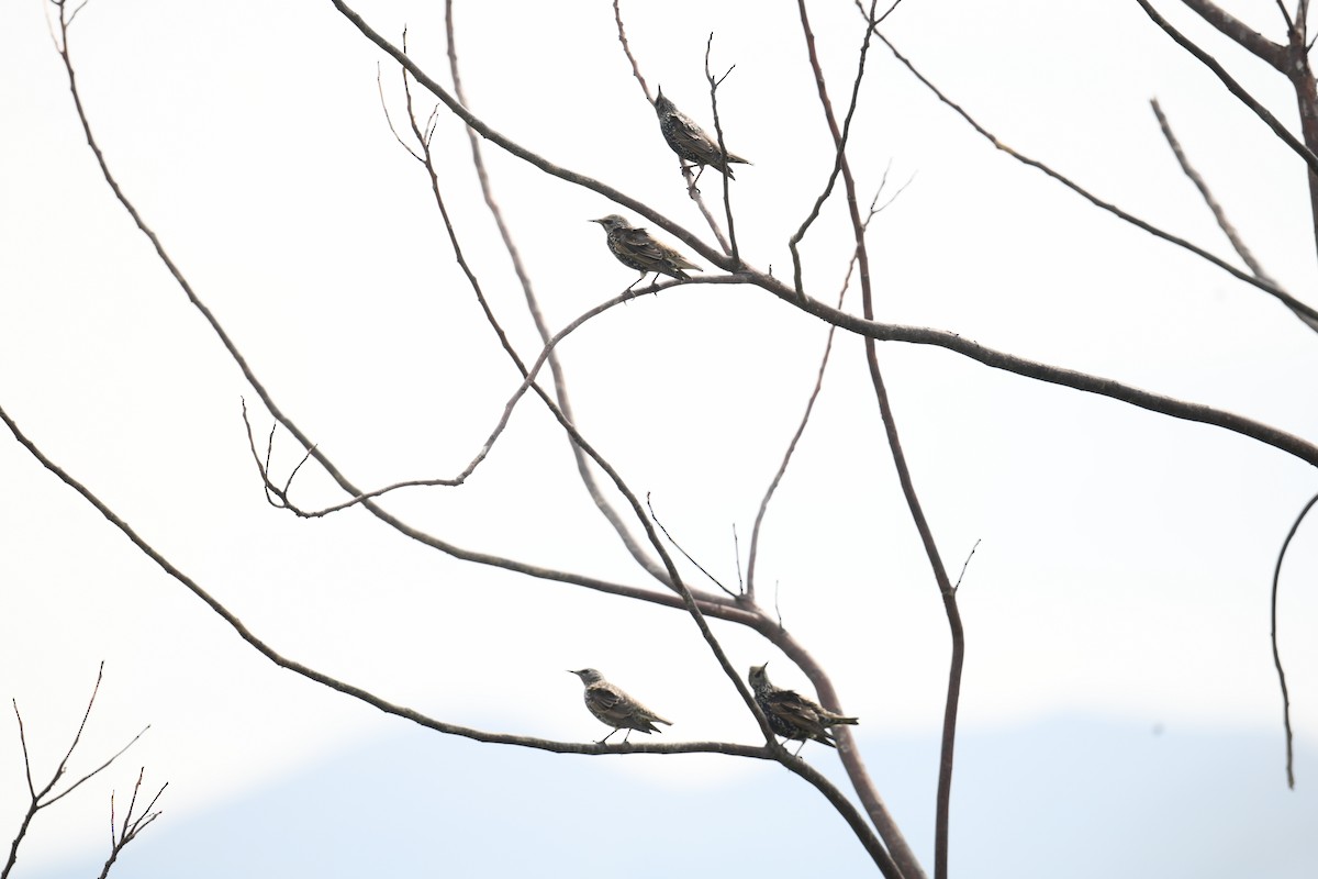 Шпак звичайний - ML645103532