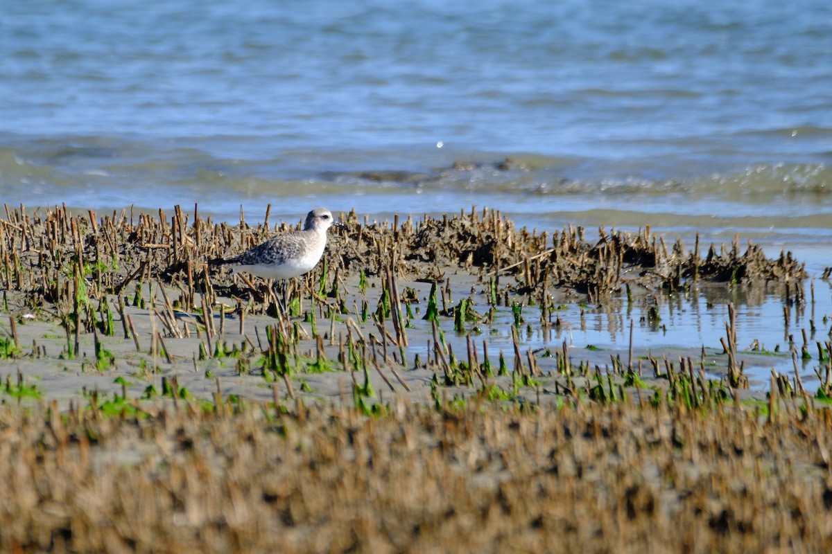 Black-bellied Plover - ML645103533