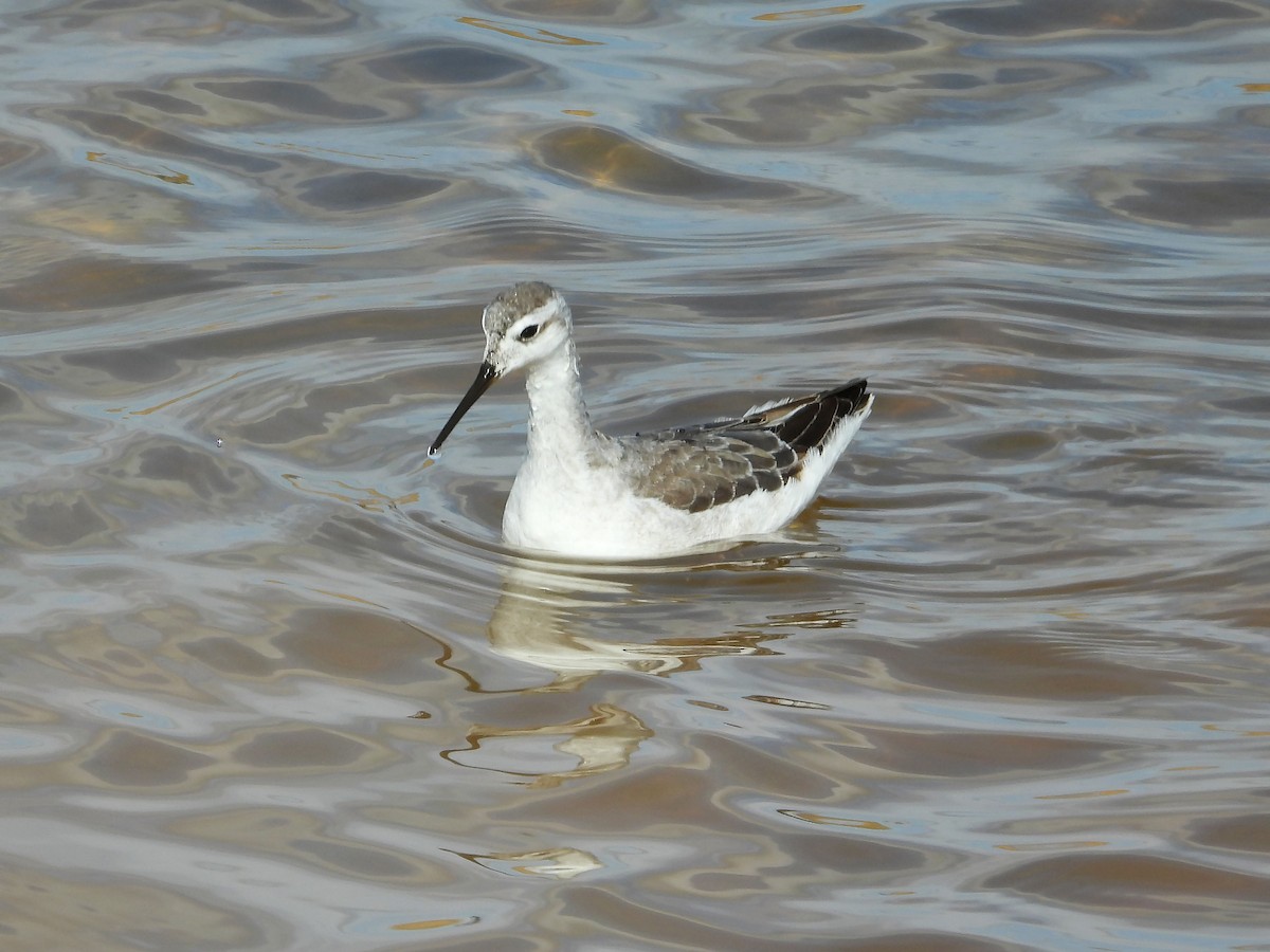 Wilson's Phalarope - ML645103534