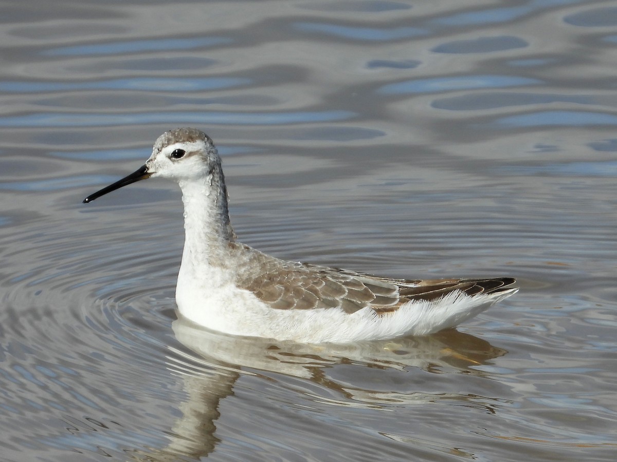 Wilson's Phalarope - ML645103538