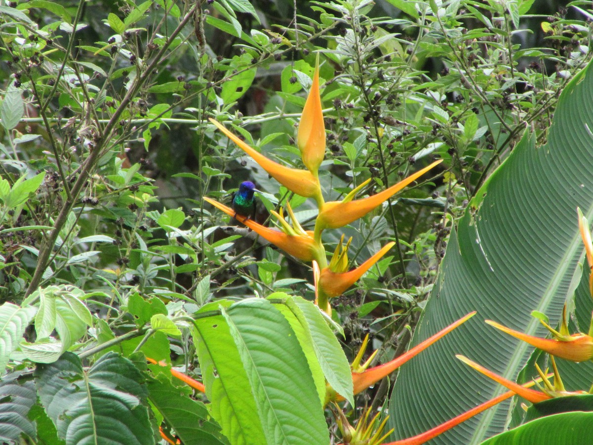 Golden-tailed Sapphire - ML645103541