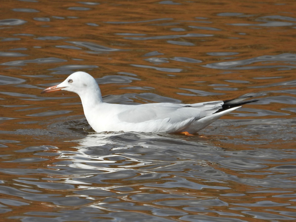 Slender-billed Gull - ML645103545