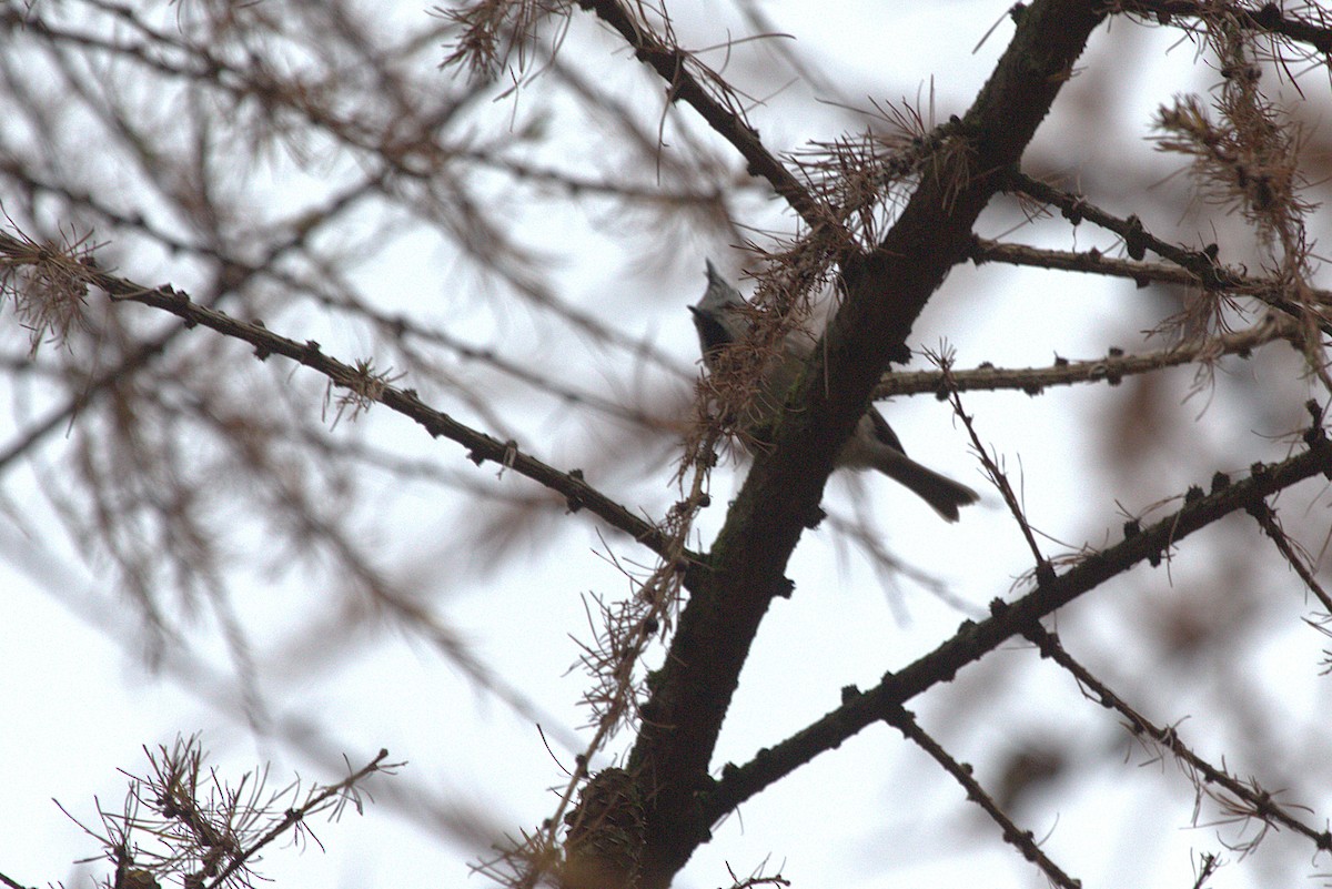Crested Tit - ML645103554