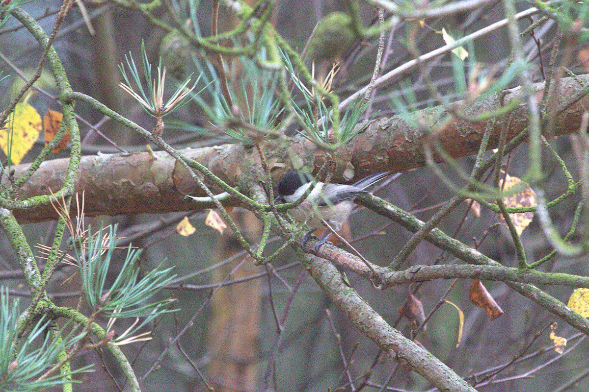 Пухляк - ML645103557