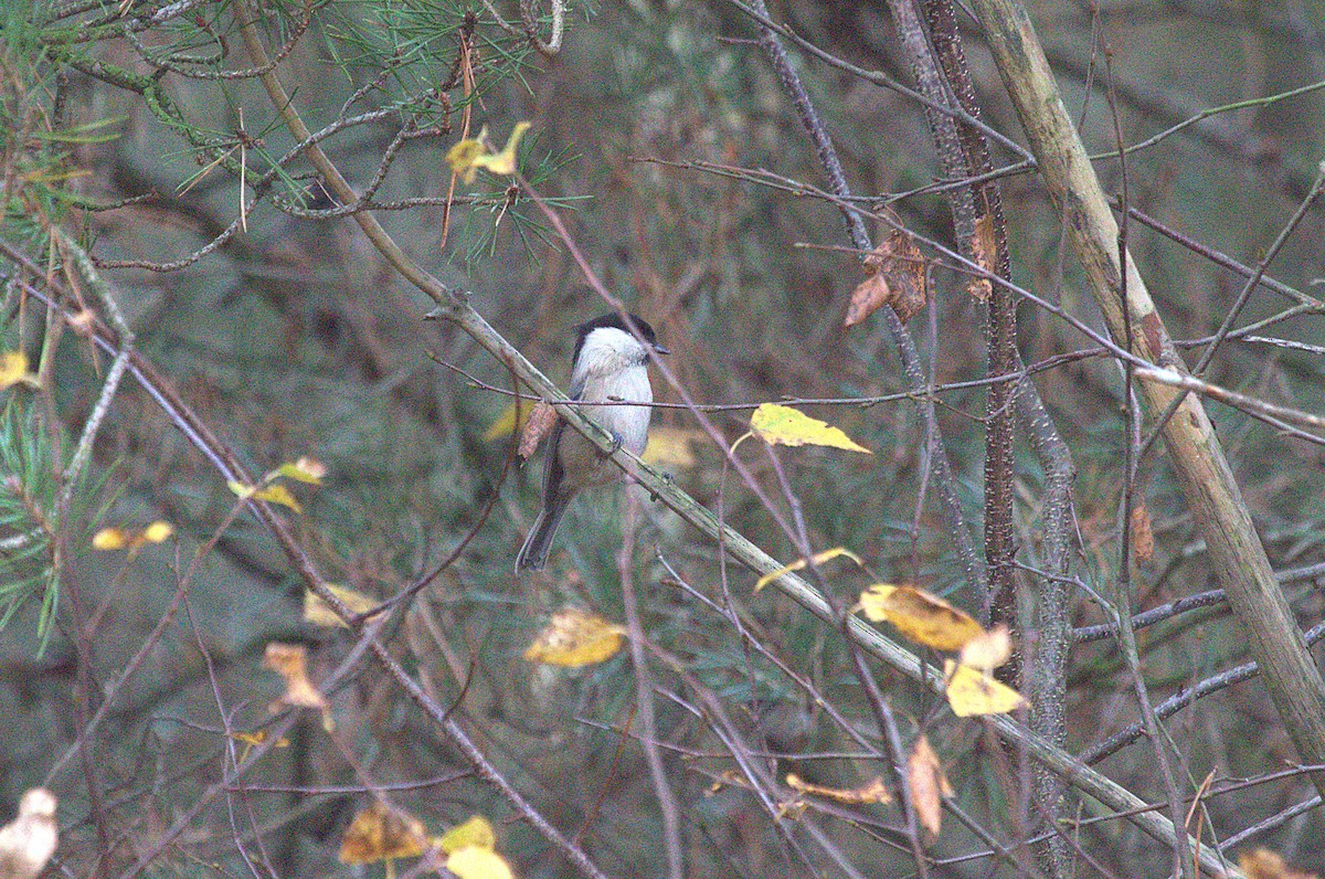 Пухляк - ML645103562