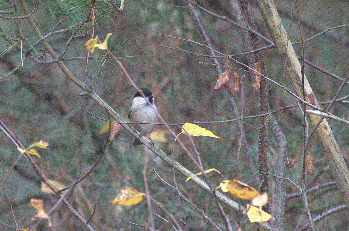 Пухляк - ML645103564