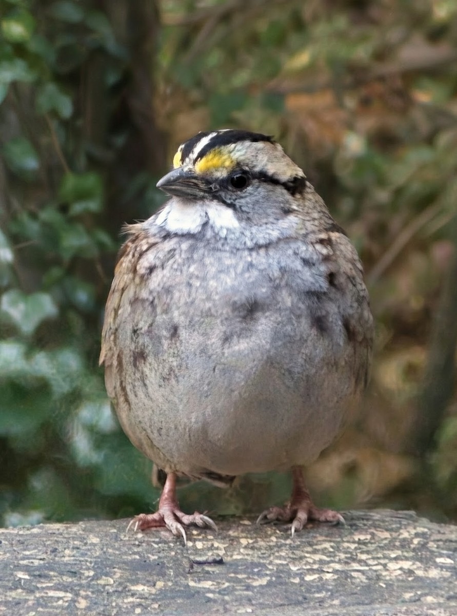 White-throated Sparrow - ML645103565
