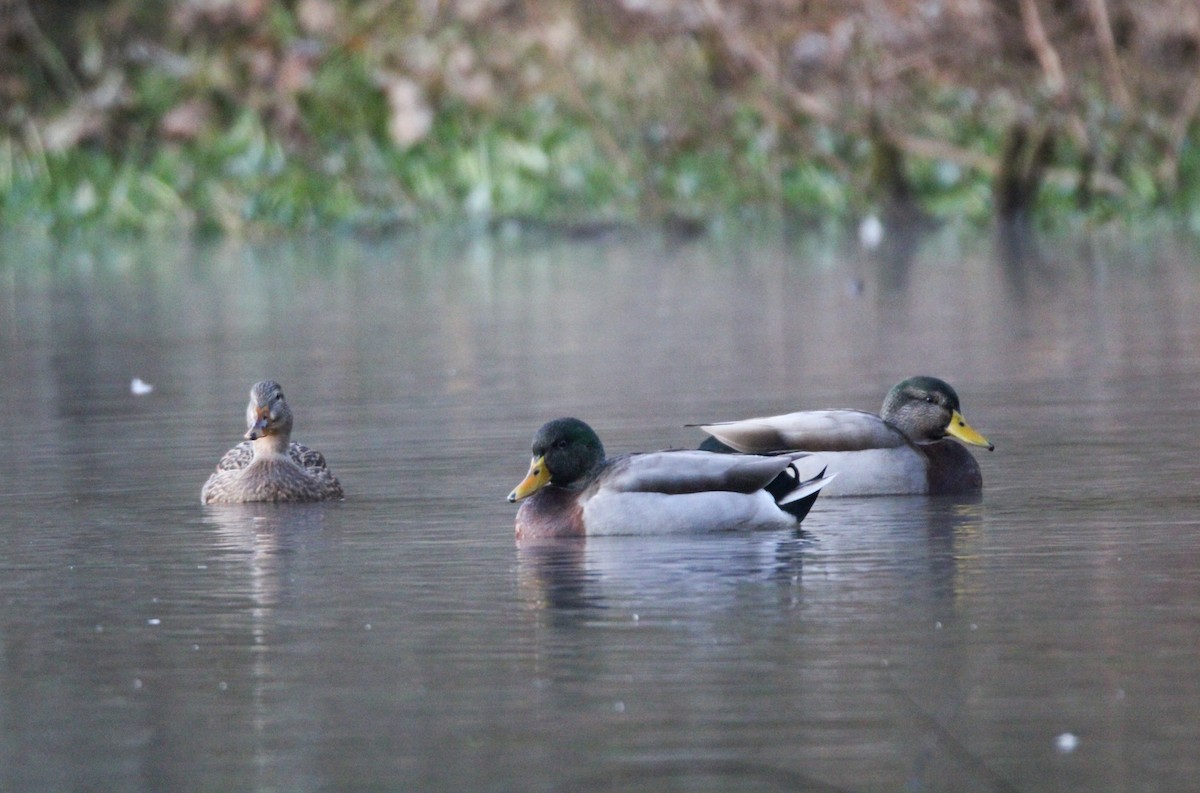 Germano reale - ML645103571