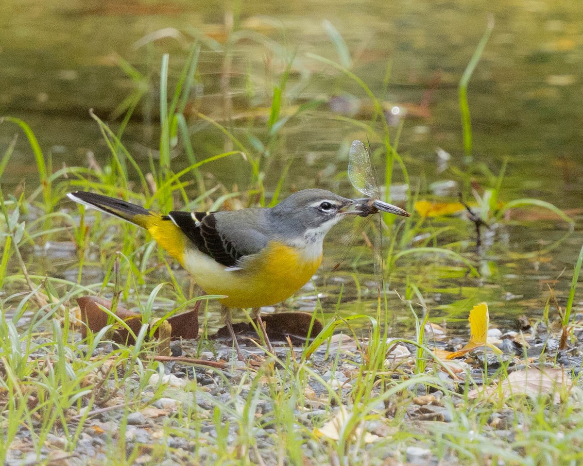 Gray Wagtail - ML645103582