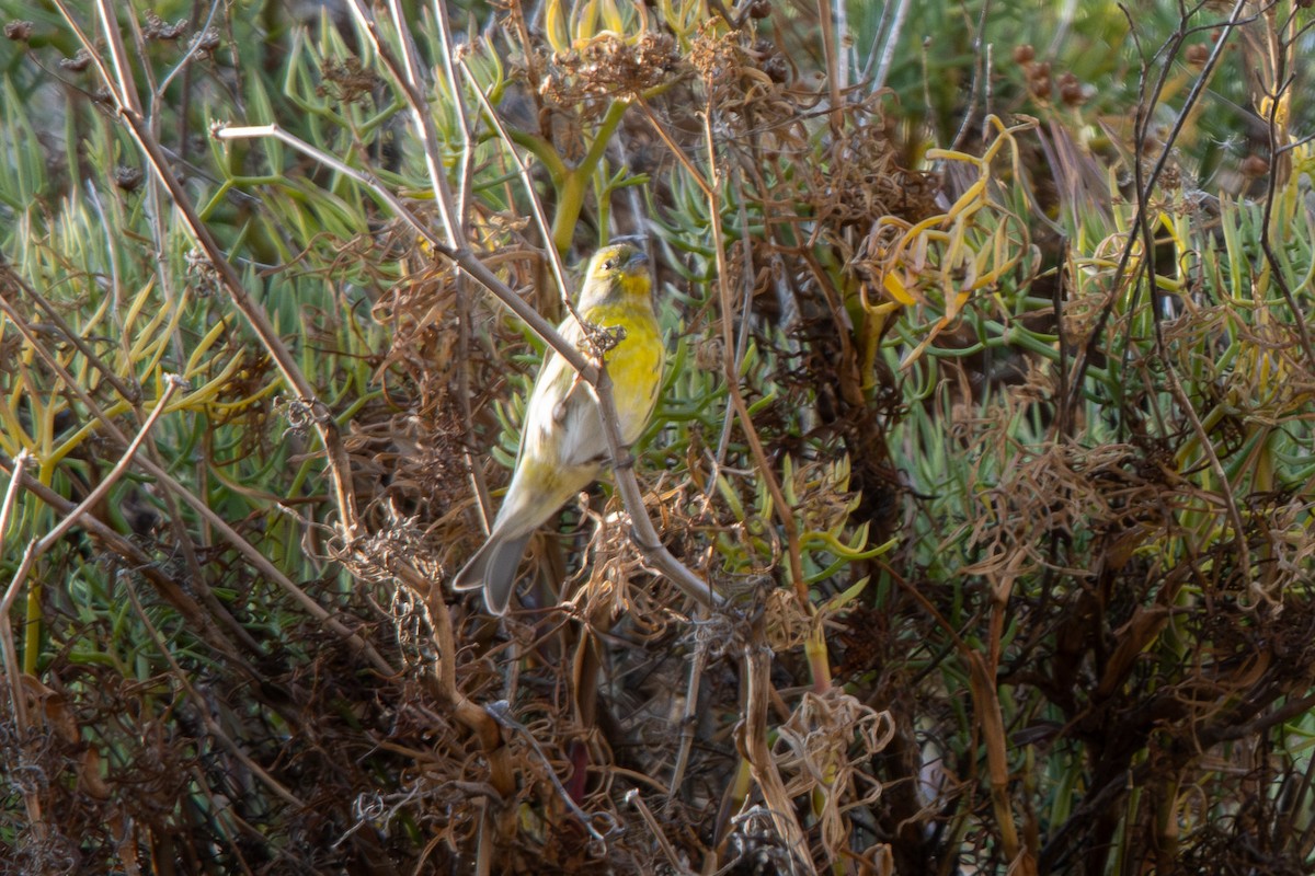 Txirriskila arrunta - ML645103585