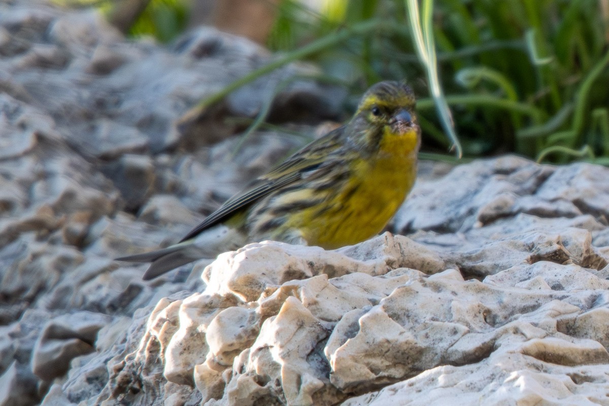 Txirriskila arrunta - ML645103586