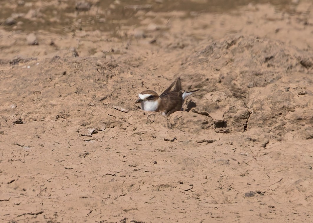 kulík jávský - ML645103587