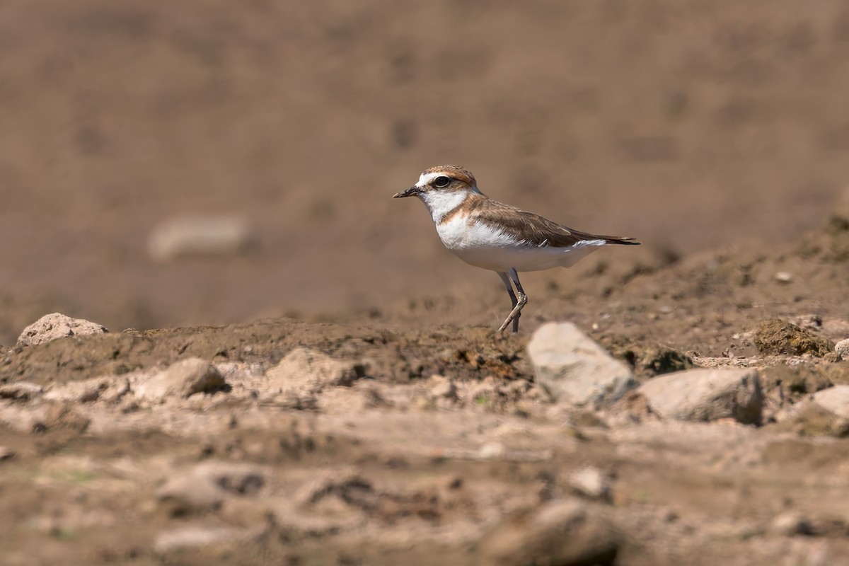 kulík jávský - ML645103588