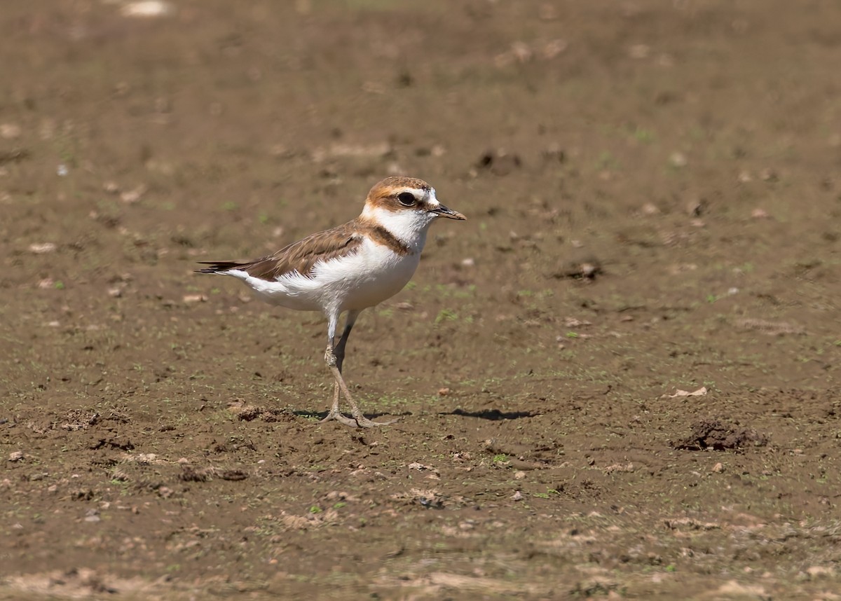 kulík jávský - ML645103589