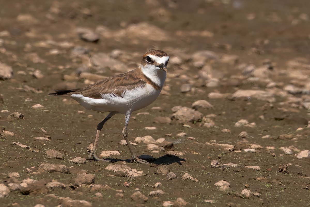 kulík jávský - ML645103591