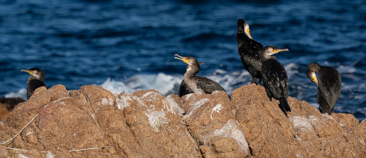 Japanese Cormorant - ML645103613