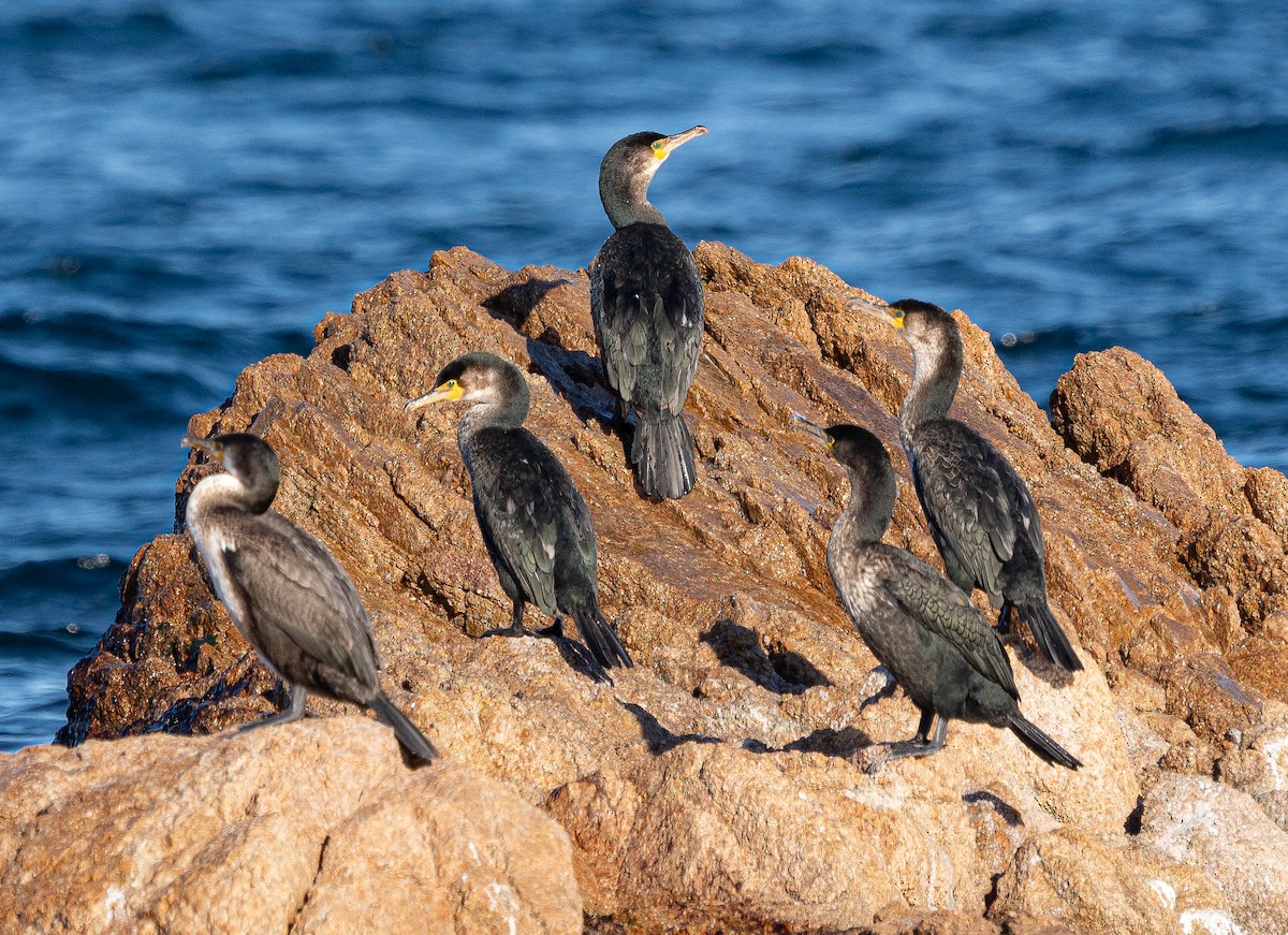 Japanese Cormorant - ML645103615