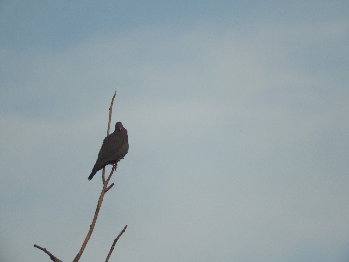 Red-billed Pigeon - ML645103618