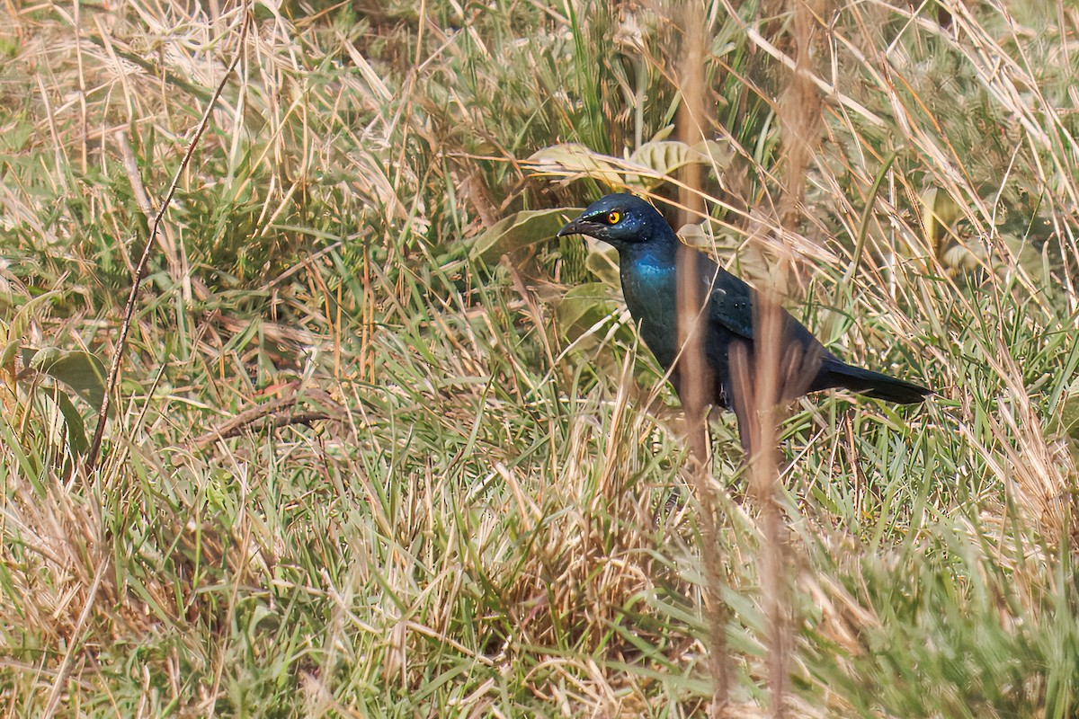 blåøreglansstær - ML645103628