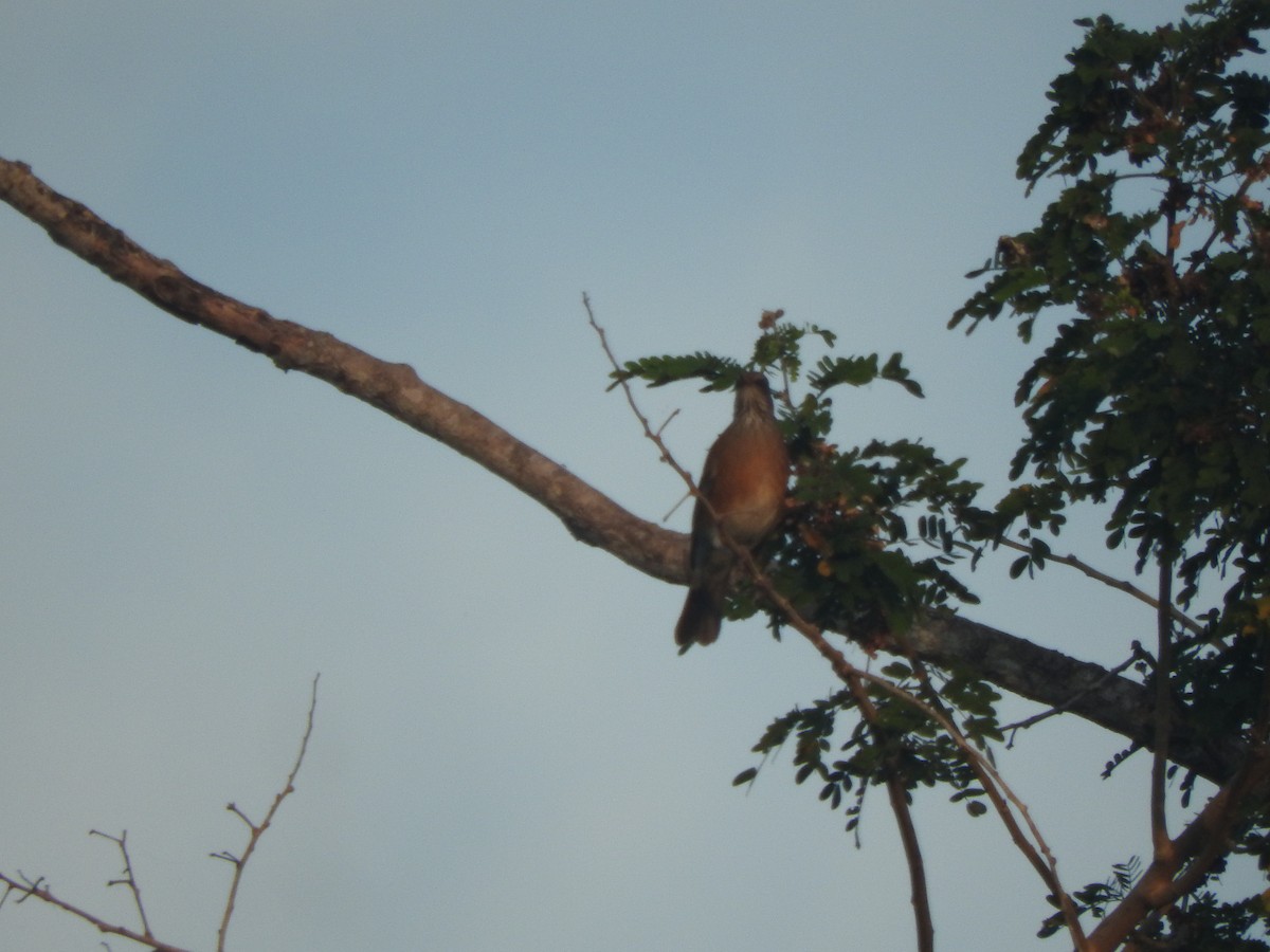 rusttrost - ML645103630