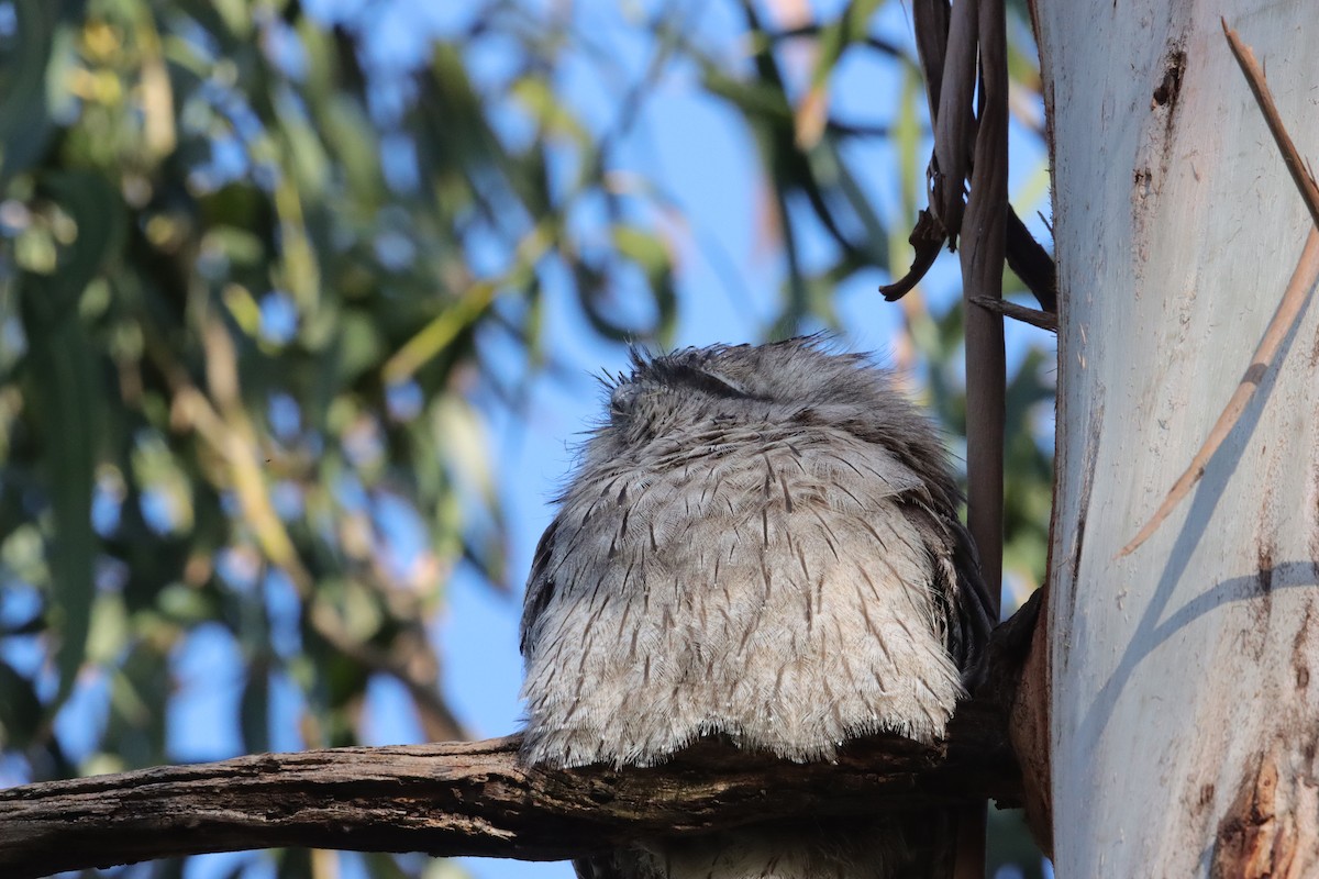 Tawny Frogmouth - ML645103631