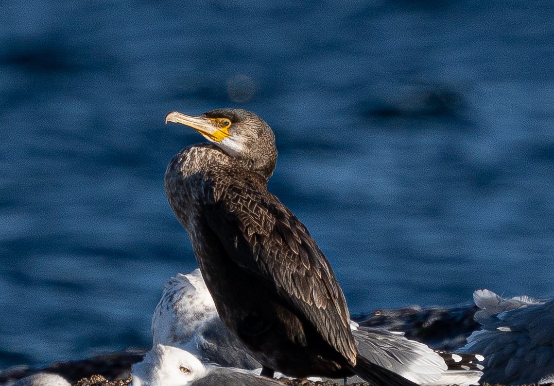 Japanese Cormorant - ML645103637