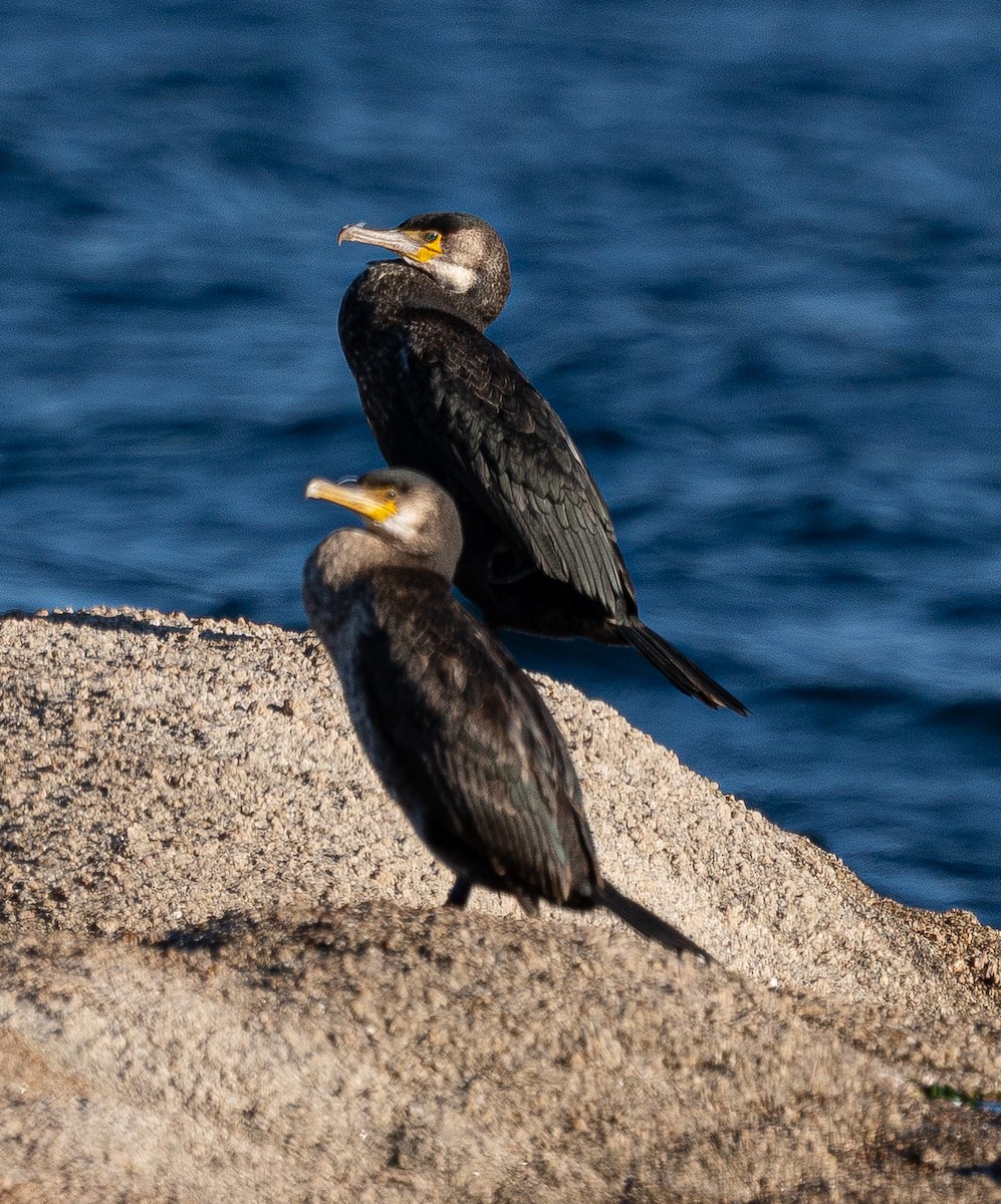 Japanese Cormorant - ML645103638