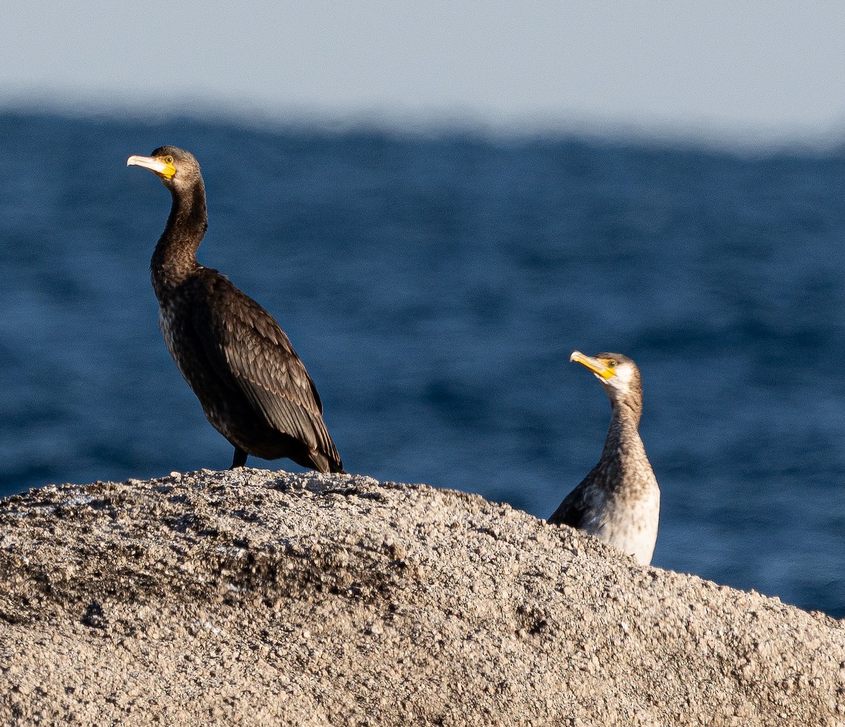 Japanese Cormorant - ML645103639