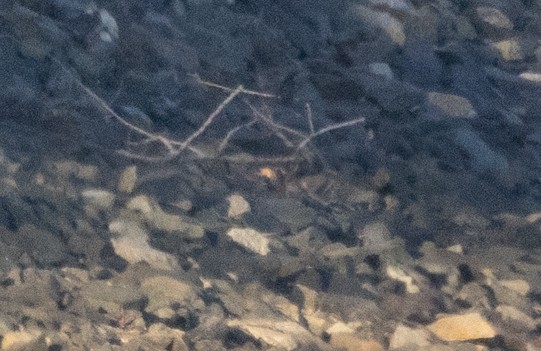 Cave Swallow - ML645103643