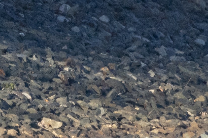 Cave Swallow - ML645103644