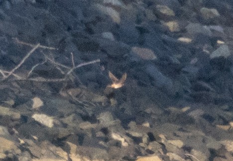 Cave Swallow - ML645103645