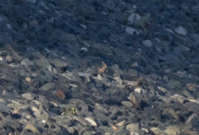 Cave Swallow - ML645103646