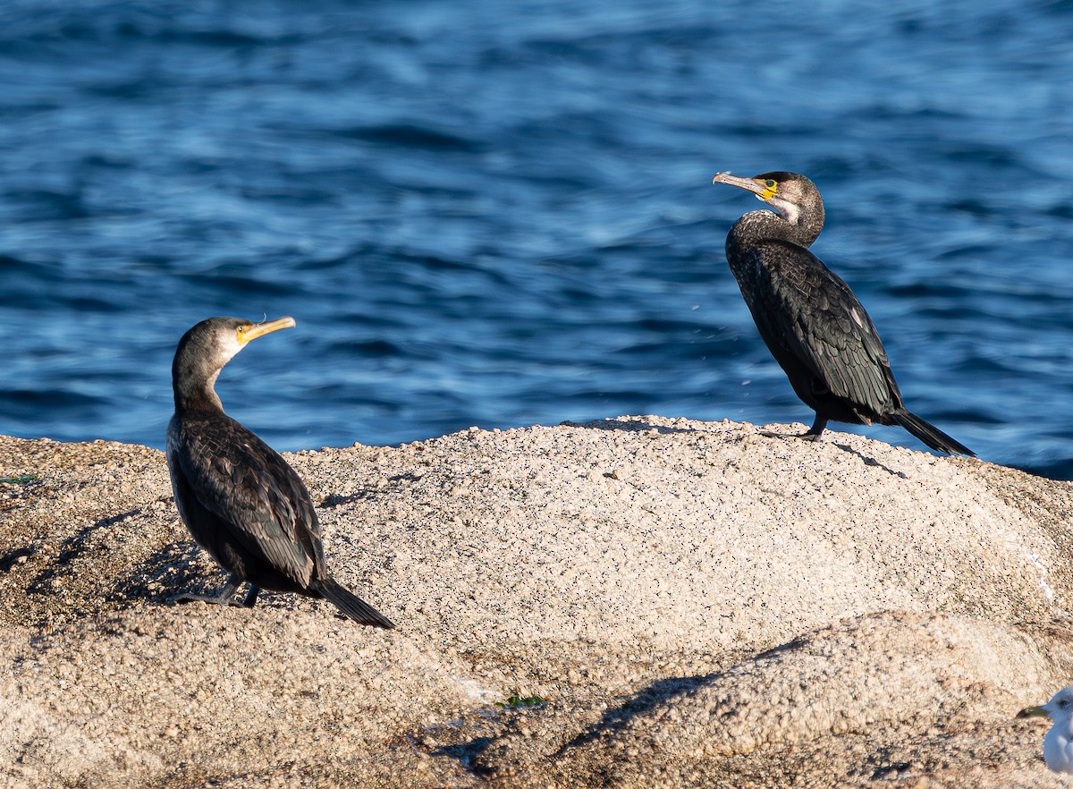 Japanese Cormorant - ML645103651