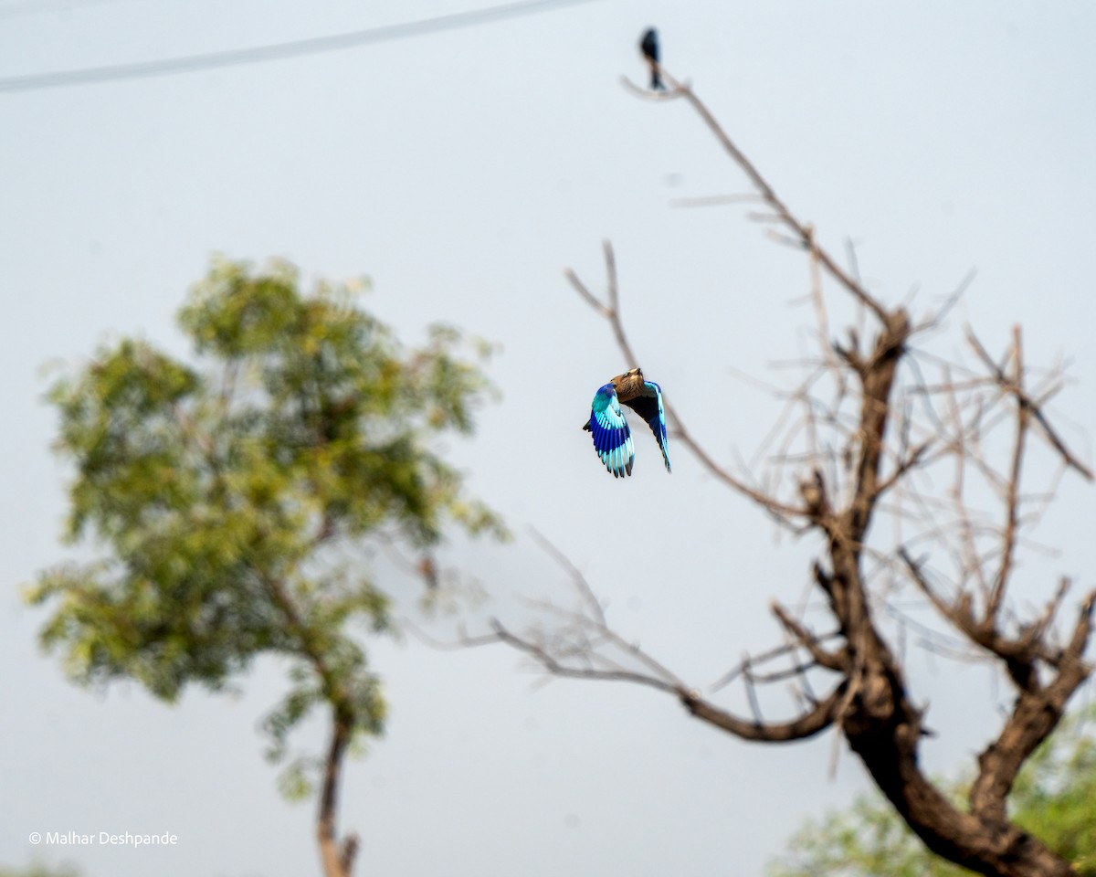 Indian Roller - ML645103662