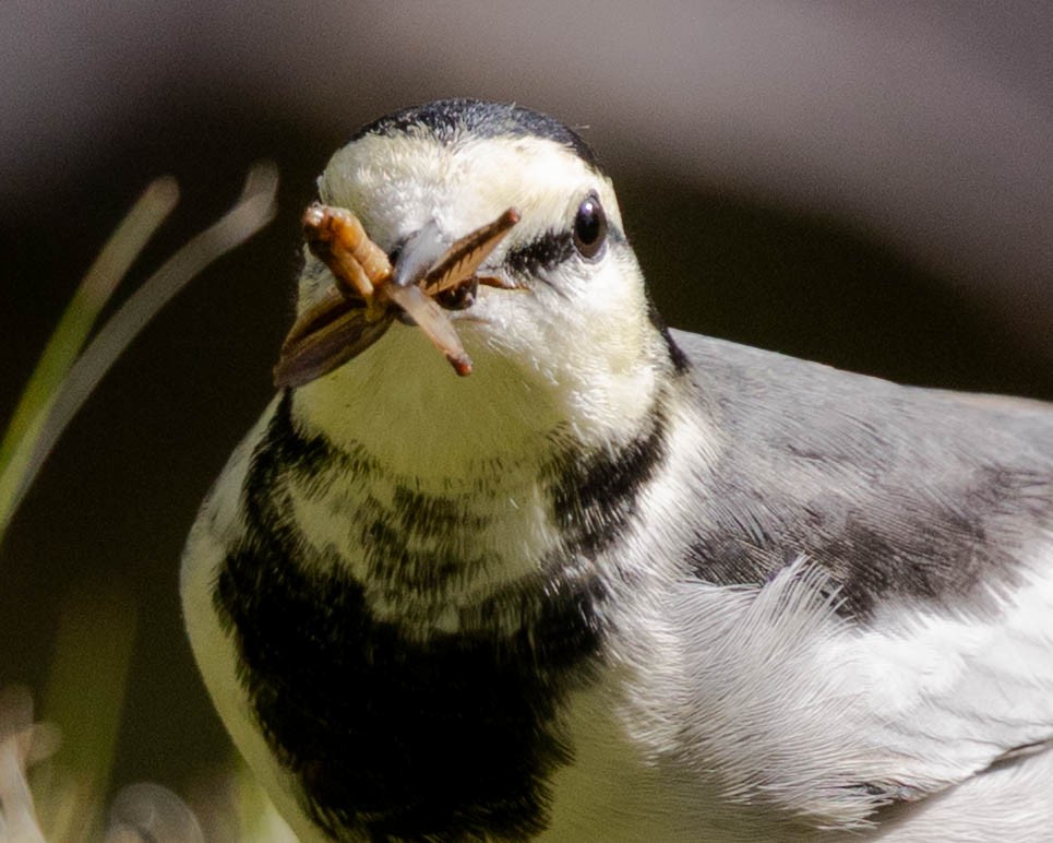White Wagtail - ML645103665