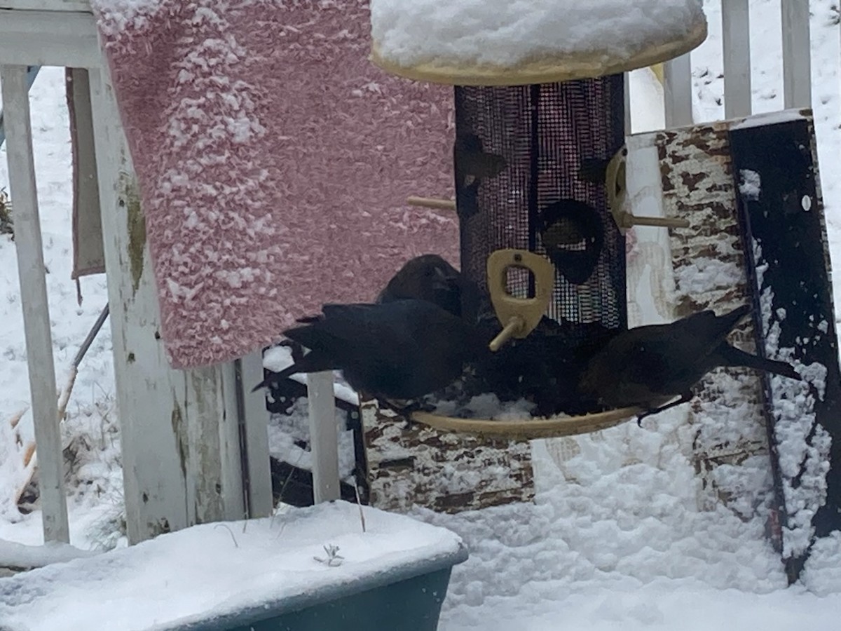 brunhodetrupial - ML645103667