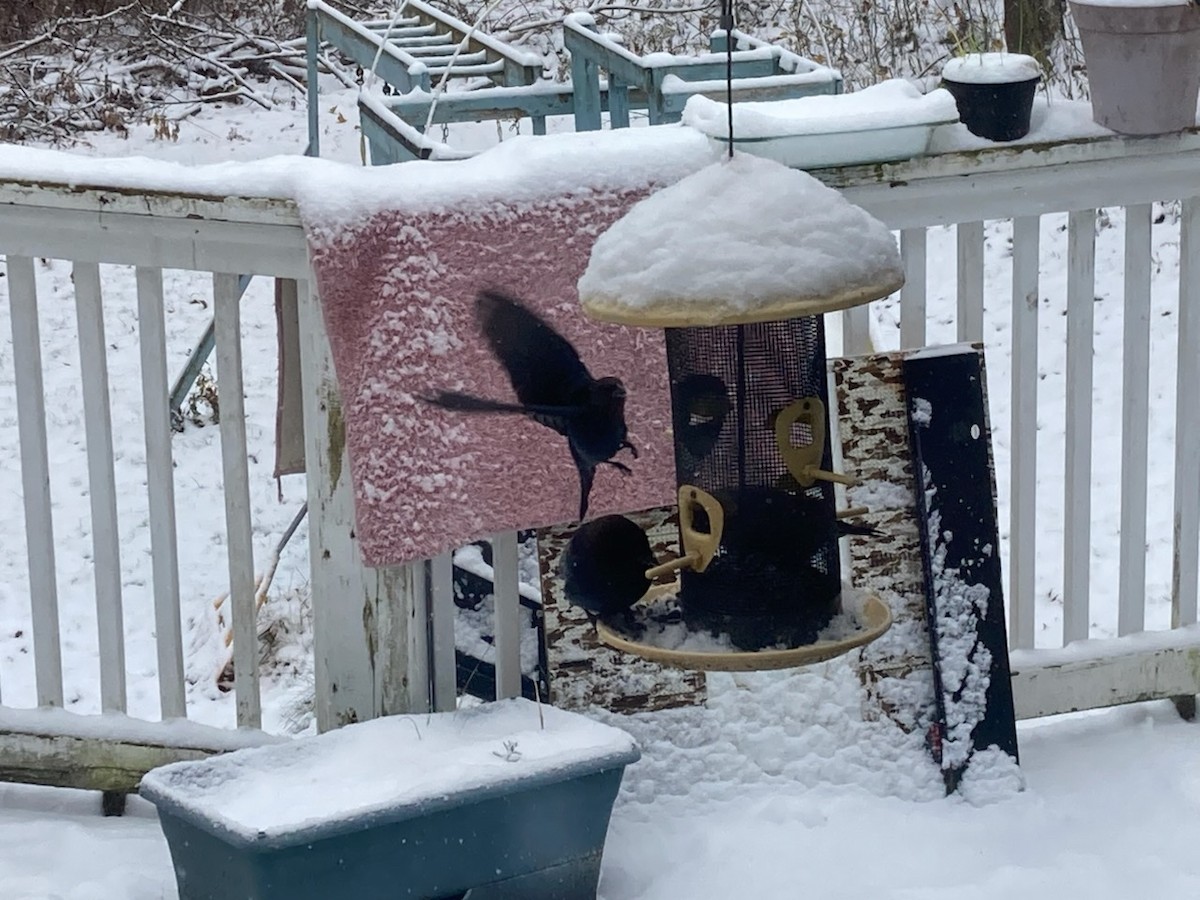 brunhodetrupial - ML645103668