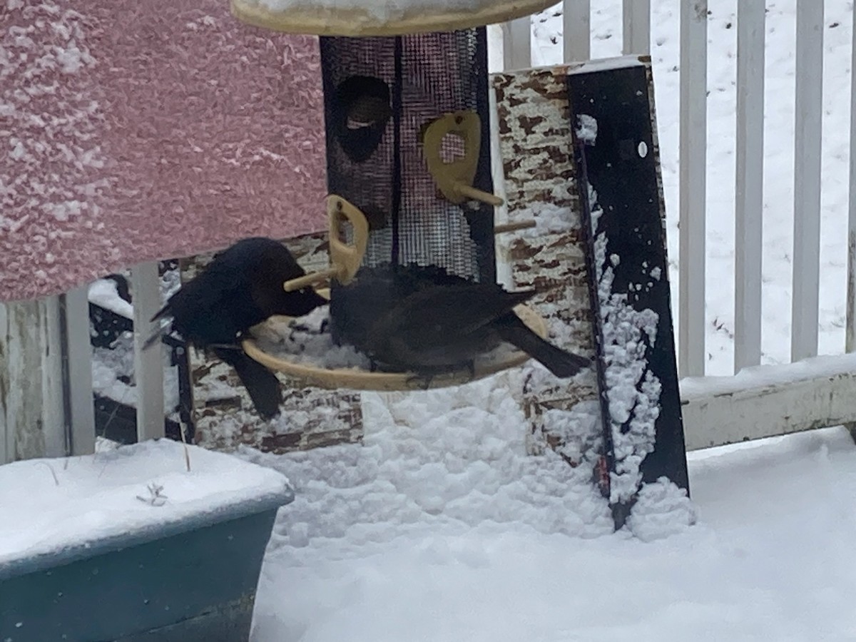 brunhodetrupial - ML645103669